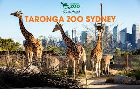 Taronga Zoo, surga di pinggiran kota Sydney, New South Wales